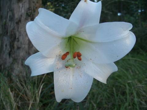 Hogsback lily.