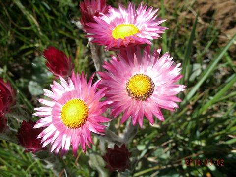 Everlasting Flower!