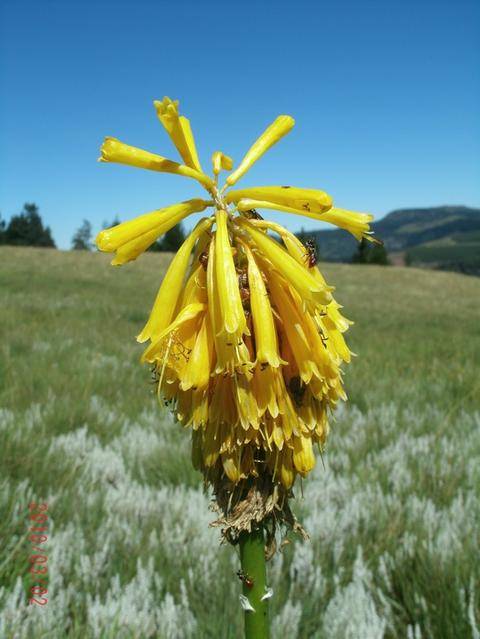 Floral Beauty... with beetles...eish!